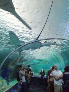 Réponses auditives des requins